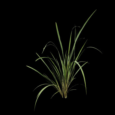 Fresh Lemongrass