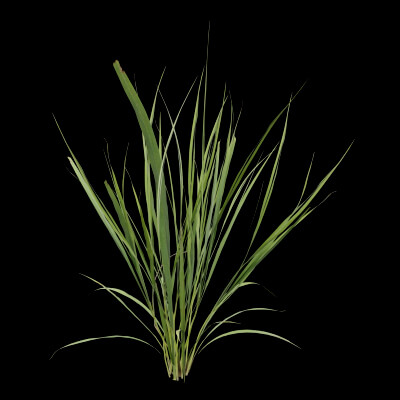 Fresh Lemongrass