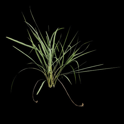 Fresh Lemongrass