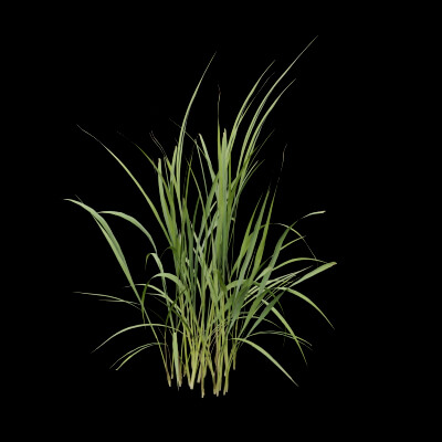 Fresh Lemongrass