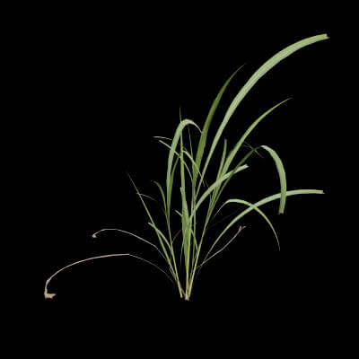 Fresh Lemongrass