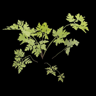 Geranium Robertianum