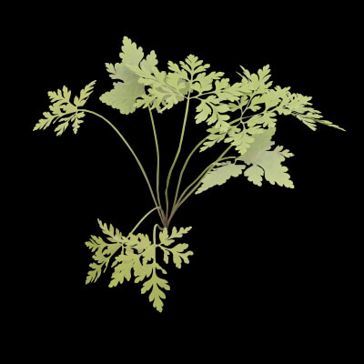 Geranium Robertianum