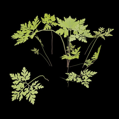 Geranium Robertianum
