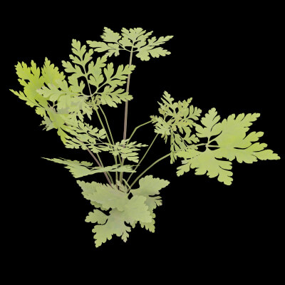 Geranium Robertianum