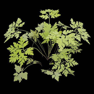 Geranium Robertianum