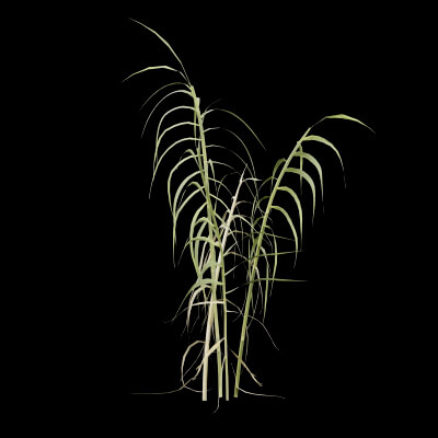 Giant Reed Plant