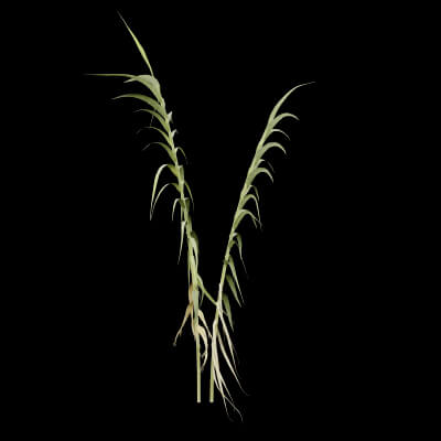 Giant Reed Plant