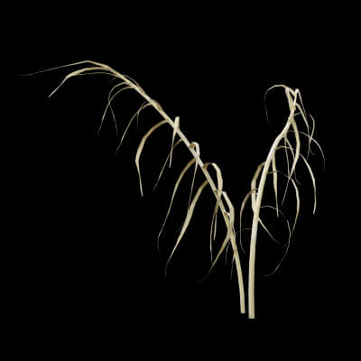 Giant Reed Plant