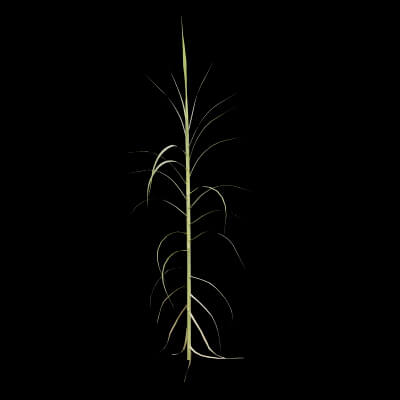 Giant Reed Plant