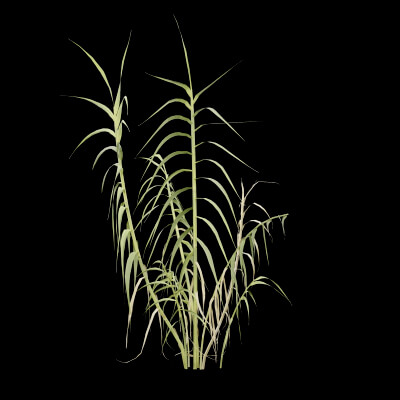 Giant Reed Plant