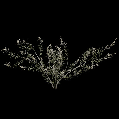Gossypium Thurberi Plant