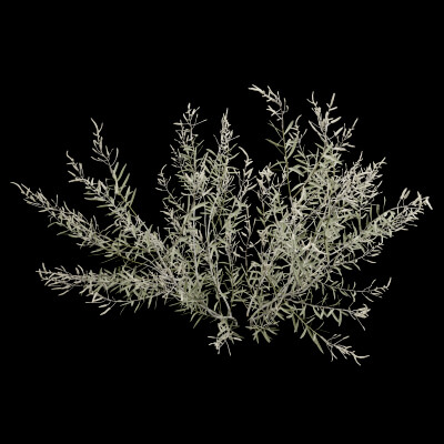 Gossypium Thurberi Plant