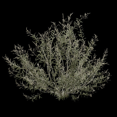 Gossypium Thurberi Plant