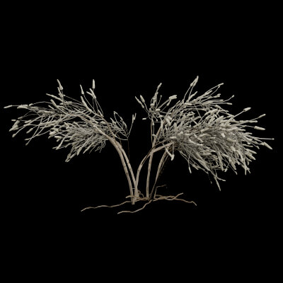 Gossypium thurberi Plant