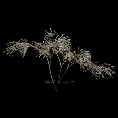 Gossypium Thurberi Plant