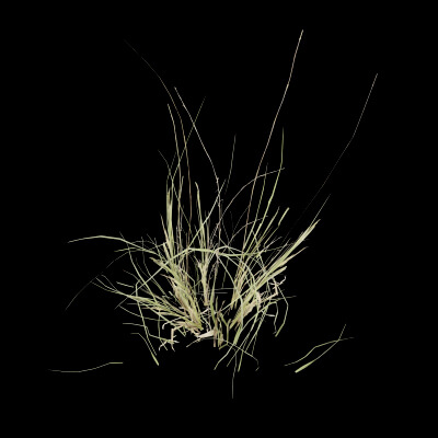 Grass Patch Plant