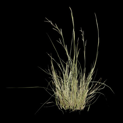 Grass Patch Plant