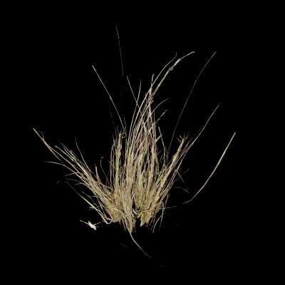 Grass Patch Plant