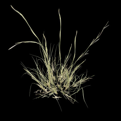 Grass Patch Plant