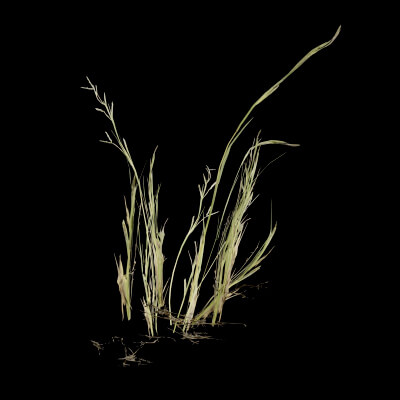 Grass Patch Plant