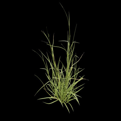 Grass Patch Plant