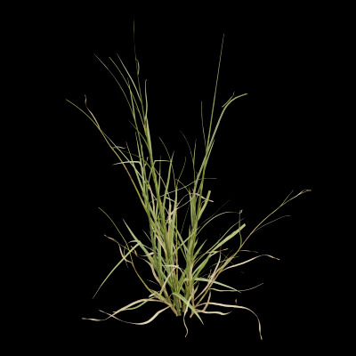 Grass Patch Plant