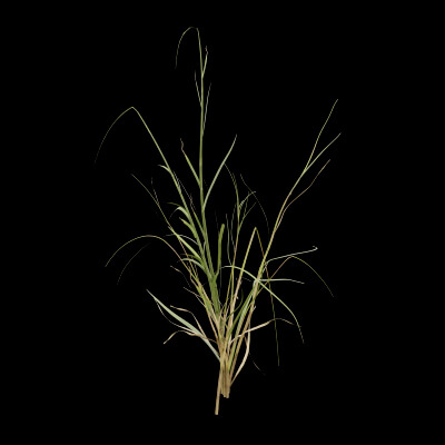 Grass Patch Plant