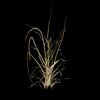 Grass Patch Plant