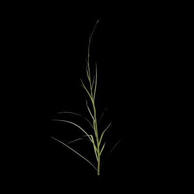 Grass Patch Plant