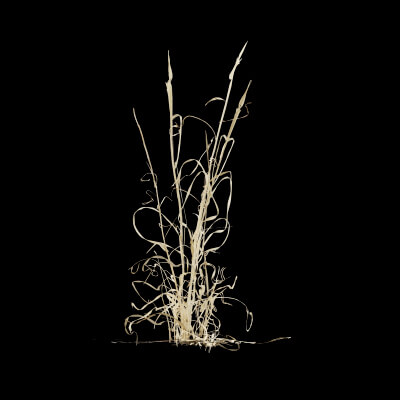 Grass Patch Plant