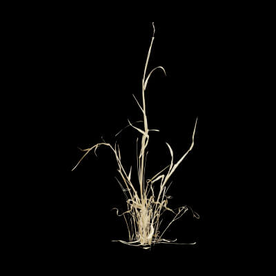Grass Patch Plant