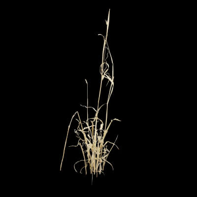 Grass Patch Plant