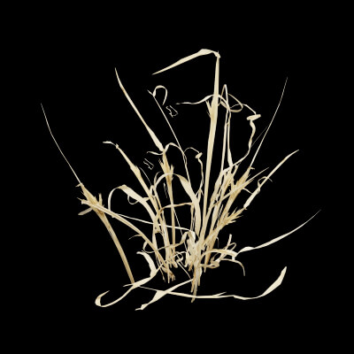 Grass Patch Plant