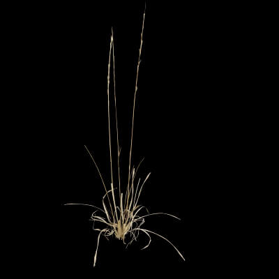 Grass Patch Plant