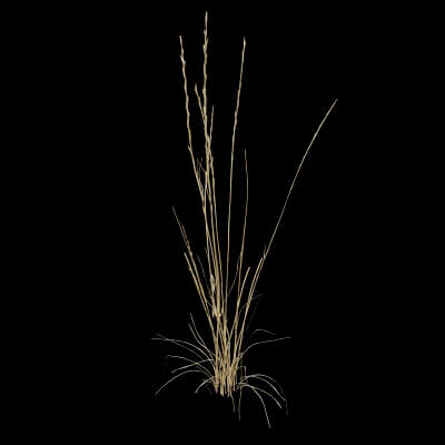 Grass Patch Plant