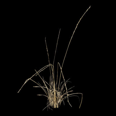 Grass Patch Plant