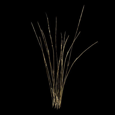 Grass Patch Plant