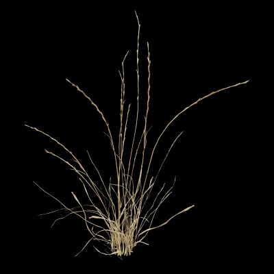 Grass Patch Plant