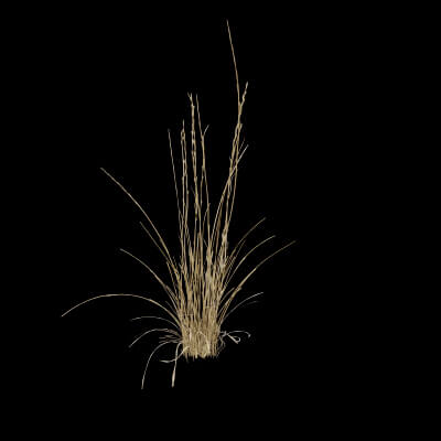 Grass Patch Plant