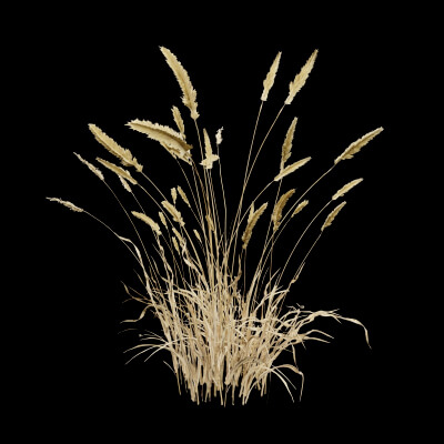 Grass Patch Plant