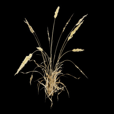 Grass Patch Plant