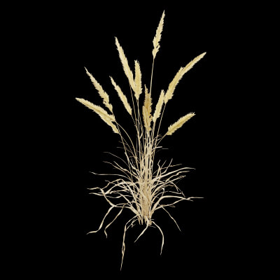 Grass Patch Plant