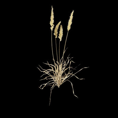 Grass Patch Plant
