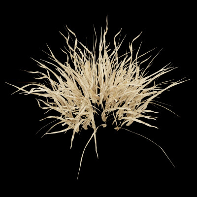 Grass Patch Plant