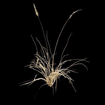 Grass Patch Plant