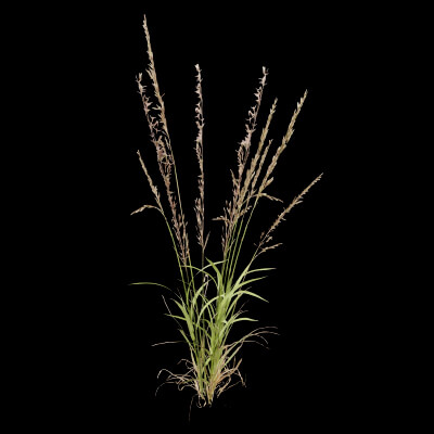Grass Patch Plant