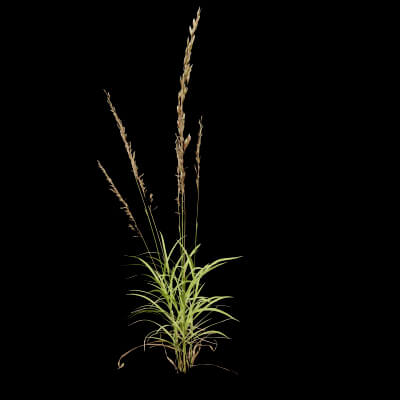 Grass Patch Plant