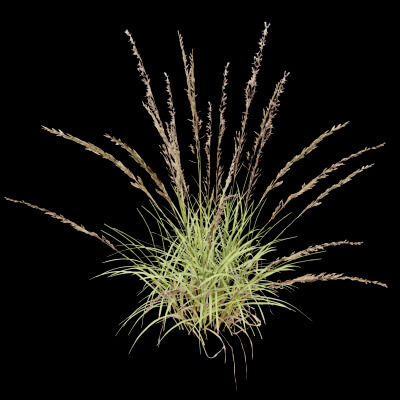 Grass Patch Plant