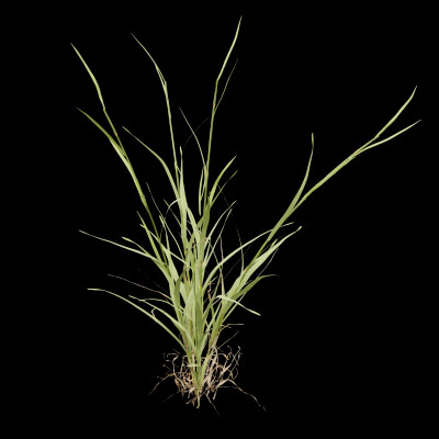 Grass Patch Plant